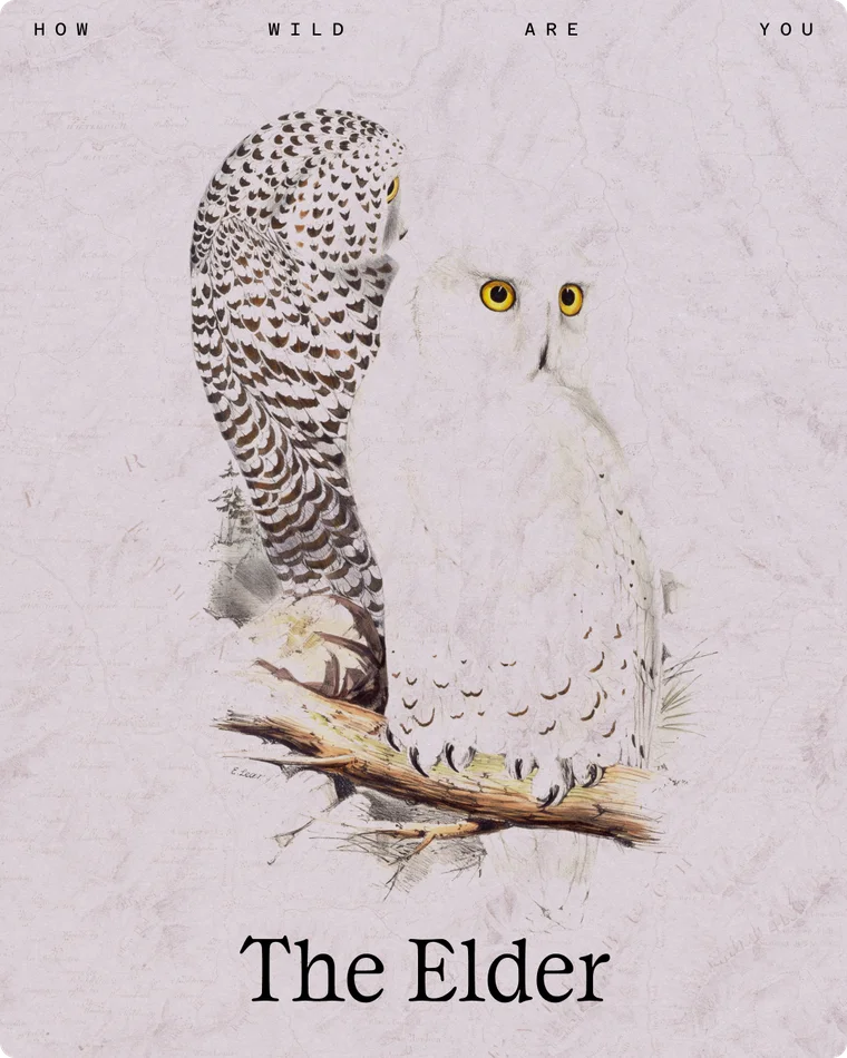 The Elder