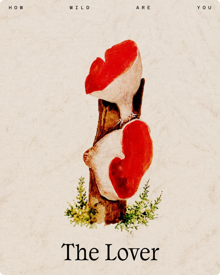 The Lover