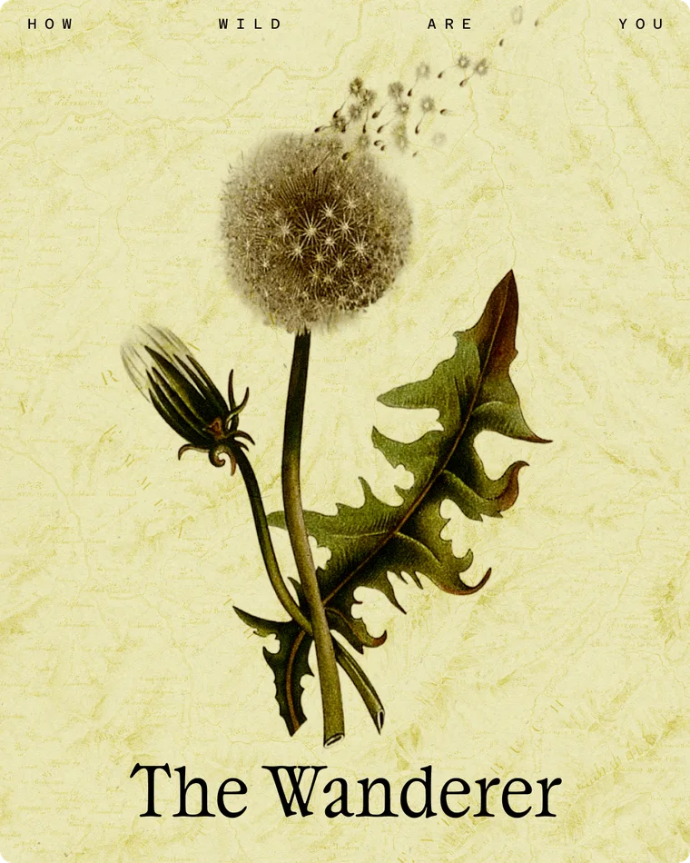 The Wanderer